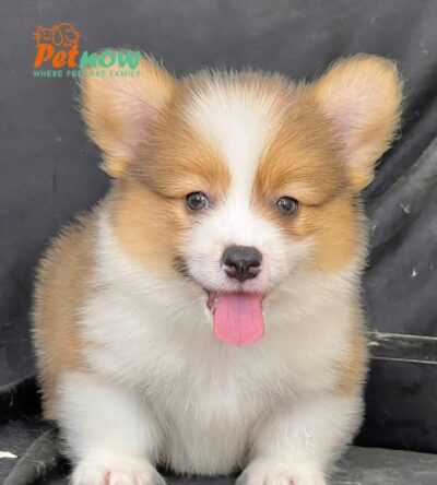 Chó Corgi Fluffy Lông Dài Chân Ngắn Mông Bự Màu Vàng Trắng Cái Mã CG287