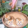 Mèo Anh Lông Ngắn Golden Ny12 Đực Mã AN317
