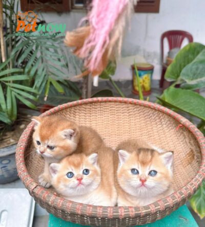 Mèo Anh Lông Ngắn Golden Ny12 Đực Mã AN317