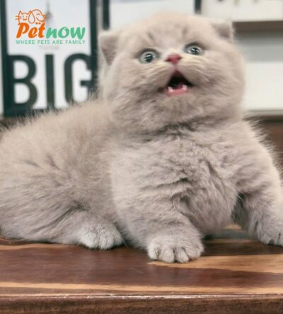 Mèo Anh Lông Ngắn Munchkin Scottish Fold Màu Lillac Đực Mã AN177
