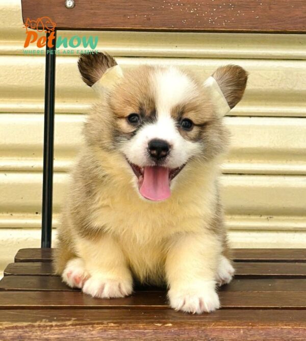 Chó Corgi Fluffy Cái Mã CG354