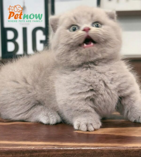 Mèo Anh Lông Ngắn Munchkin Scottish Fold Màu Lillac Đực Mã AN177