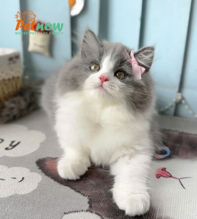 Mèo Anh Lông Dài Màu Bicolor Đực Mã AD244