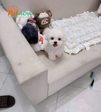 Chó Bichon Size Mini Màu Trắng Đực Mã BC246