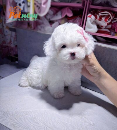Chó Poodle Size Tiny Màu Trắng Cái Mã PD247