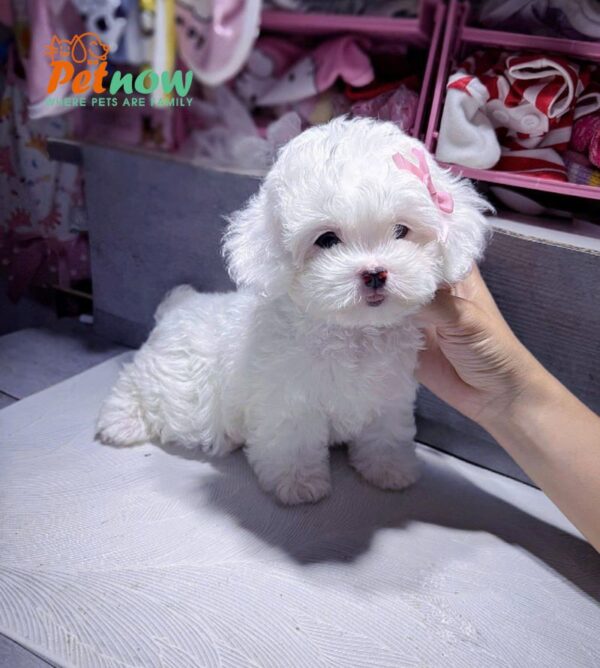 Chó Poodle Size Tiny Màu Trắng Cái Mã PD247