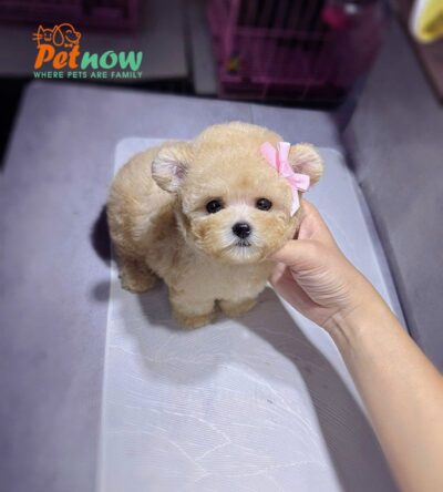 Chó Poodle Size Tiny Màu Vàng Mơ Tai Gấu Đực Mã PD248
