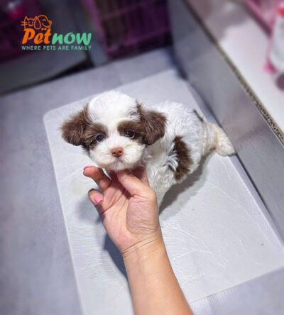 Chó Poodle Màu Bò Socola Cái Mã PD249