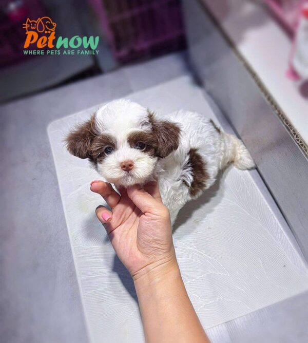 Chó Poodle Màu Bò Socola Cái Mã PD249