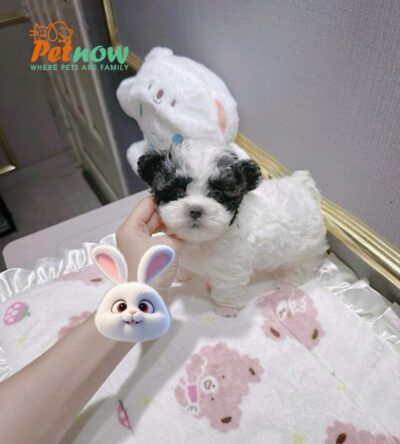 Chó Poodle Màu Bò Xám Tai Gấu Đực Mã PD250