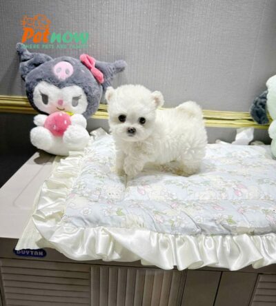 Chó Bichon Màu Trắng Tai Gấu Đực Mã BC251