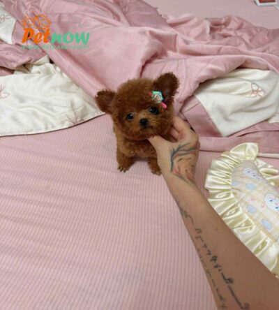 Chó Poodle Màu Nâu Tai Bướm Size Teacup Đực Mã PD252