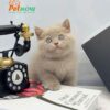 Mèo Anh Lông Ngắn Màu Lilac Cái Mã AN254