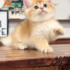 Mèo Anh Lông Ngắn Golden Ny12 Đực Mã AN179