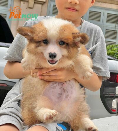 Chó Corgi Lông Dài Siêu Ú Nu Màu Vàng Trắng Đực Mã CG288