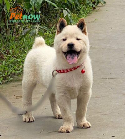Chó Hmong Cộc Có Đốm Lưỡi Màu Trắng Kem Đực Mã HM346