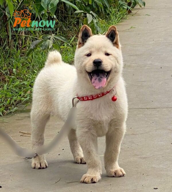 Chó Hmong Cộc Có Đốm Lưỡi Màu Trắng Kem Đực Mã HM346