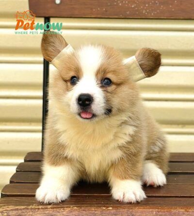 Chó Corgi Fluffy Cái Mã CG355