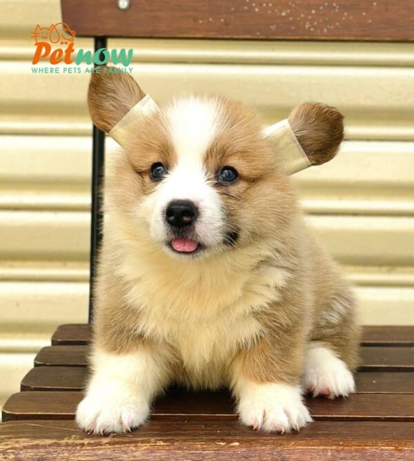 Chó Corgi Fluffy Cái Mã CG355