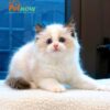 Mèo Ragdoll Màu Bicolor Đực Mã RD255