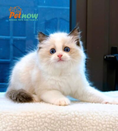 Mèo Ragdoll Màu Bicolor Đực Mã RD255