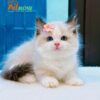 Mèo Ragdoll Màu Bicolor Chân Lùn Cái Mã RD256