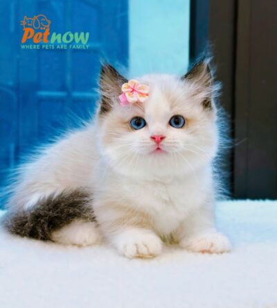 Mèo Ragdoll Màu Bicolor Chân Lùn Cái Mã RD256