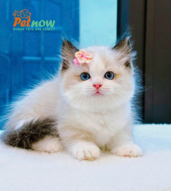 Mèo Ragdoll Màu Bicolor Chân Lùn Cái Mã RD256
