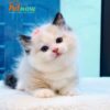 Mèo Ragdoll Muchkin Màu Bicolor Đực Mã RD257