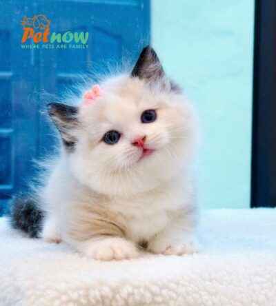 Mèo Ragdoll Muchkin Màu Bicolor Đực Mã RD257