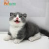 Mèo Anh Lông Ngắn Chân Lùn Tai Cụp Lửng Màu Bicolor Đực Mã AN258