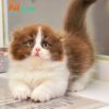 Mèo Anh Lông Dài Scottish Fold Màu Bichoco Cái Mã AD259