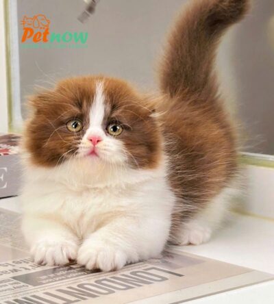 Mèo Anh Lông Dài Scottish Fold Màu Bichoco Cái Mã AD259