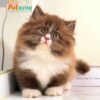 Mèo Anh Lông Dài Chân Lùn Màu Bichoco Đực Mã AD260