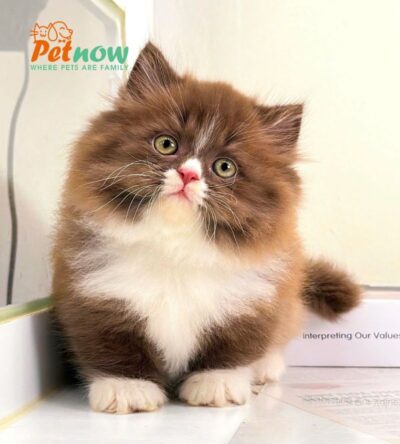 Mèo Anh Lông Dài Chân Lùn Màu Bichoco Đực Mã AD260