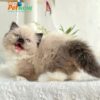 Mèo Anh Lông Dài Muchkin Màu Hymalaya Đực Mã AD261