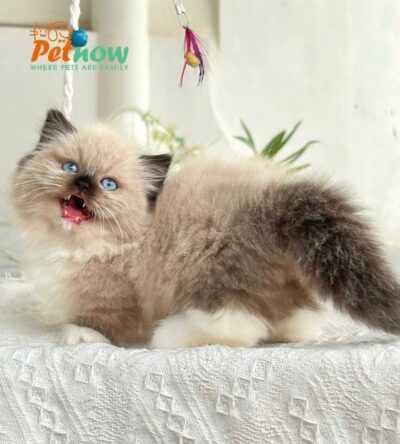 Mèo Anh Lông Dài Muchkin Màu Hymalaya Đực Mã AD261