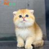 Mèo Golden Tai Cụp Lửng Đực Mã GD262