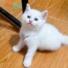 Mèo Anh lông Ngắn Màu Trắng Đực Mã AN263