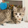 Mèo Anh lông Ngắn Muchkin Màu Tabby Cái Mã AN264