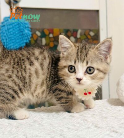 Mèo Anh lông Ngắn Muchkin Màu Tabby Cái Mã AN264