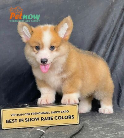 Chó Corgi Chân Lùn Màu Vàng Trắng Cái Mã CG289