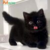 Mèo Anh Lông Ngắn Munchkin Màu Black Đực Mã AN181