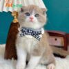 Mèo Anh Lông Ngắn Scottish Fold Tai Cụp Màu Bilillac Đực Mã AN319