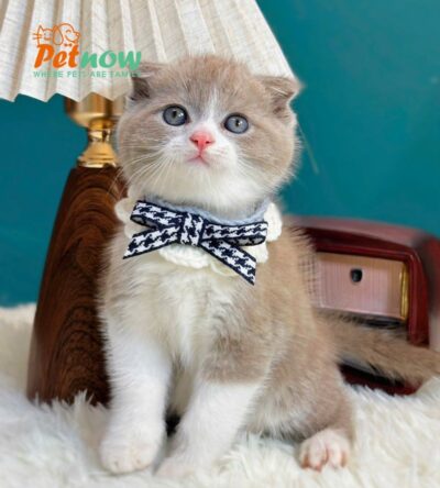 Mèo Anh Lông Ngắn Scottish Fold Tai Cụp Màu Bilillac Đực Mã AN319