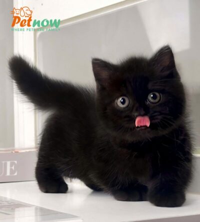 Mèo Anh Lông Ngắn Munchkin Màu Black Đực Mã AN181