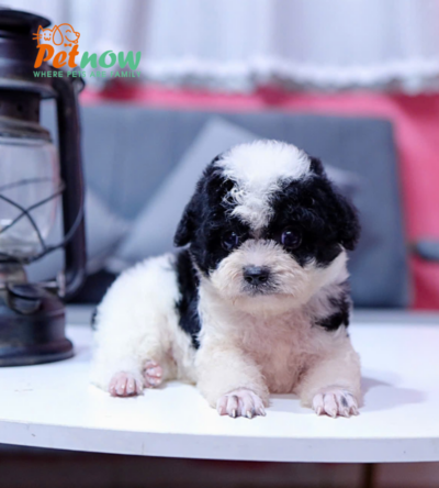 Chó Poodle Màu Bò Sữa Size Tiny Cái Mã PD333