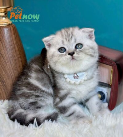 Mèo Anh Lông Ngắn Màu Sọc Dưa Tai Cụp Lửng Đực Mã AN266