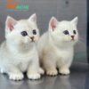 Mèo Anh Lông Ngắn Munchkin Chân Lùn Màu Silver Đực Mã AN267
