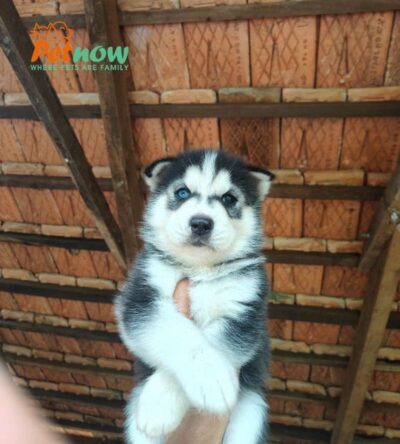 Chó Husky Màu Đen Trắng Đực Mã HK268